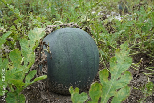 Green Watermelon with a natural background