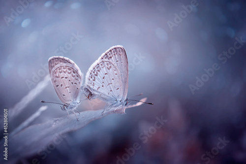Little white Bog copper butterfly in various beautiful moment with natural colorful background