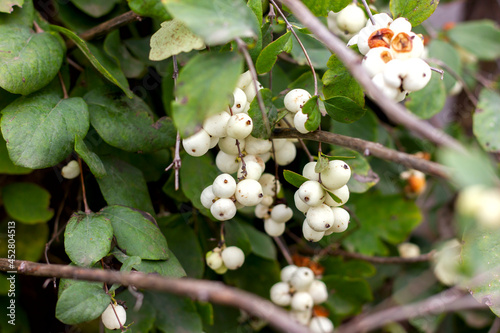 snowberry in autumn with white berries on a branch along the fence of the mesh netting perspective photo