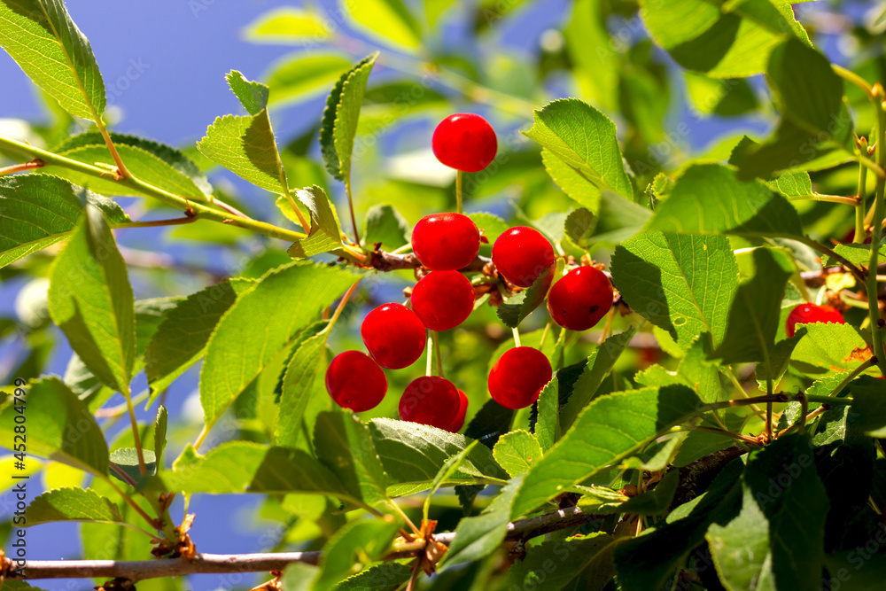 branch with green leaves and bright red berries of early cherry sweet cherry on a blue sky background close-up