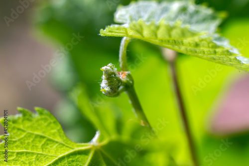 Foto small bud of green grape flowers, germ close-up