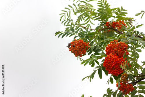 bright ripe orange rowan hanging in bunches on branches on a white background