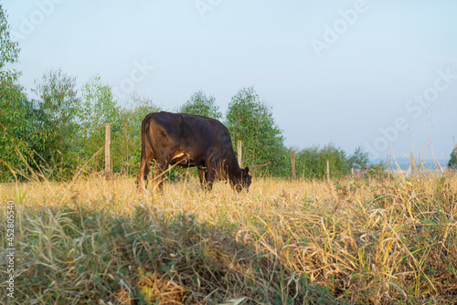 Beef cattle grazing on a hot day under intense sun and very dry grass