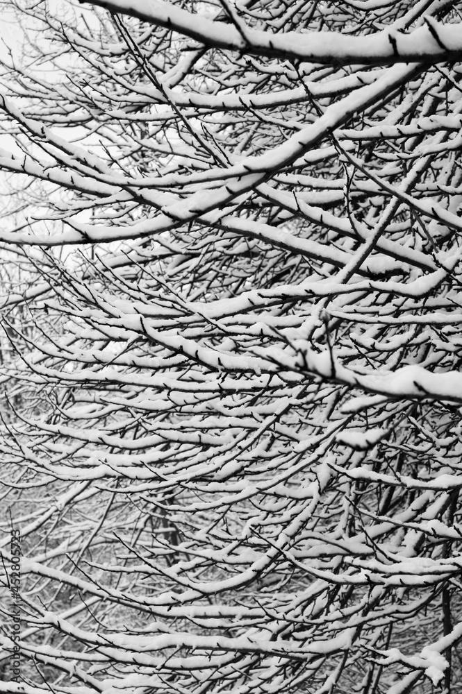 Tree Branch Snow Texture