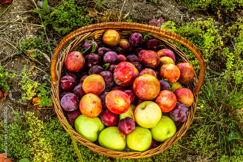 basket of plums in the floor photo