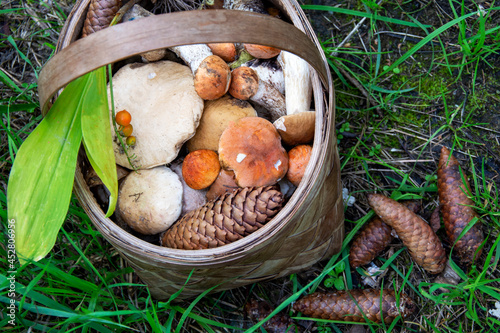 Basket with mushrooms. Mushroom platter. Lots of porcini and boletus mushrooms in a wicker basket. Picking mushrooms in the forest.