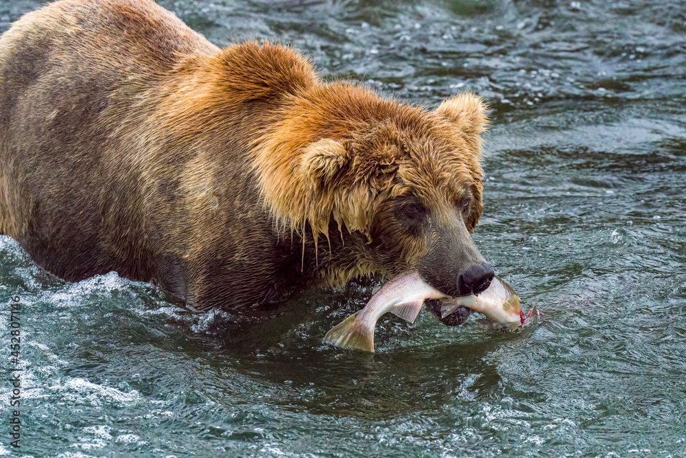 Brown bear with dead fish in mouth Brown bear with dead fish in mouth
