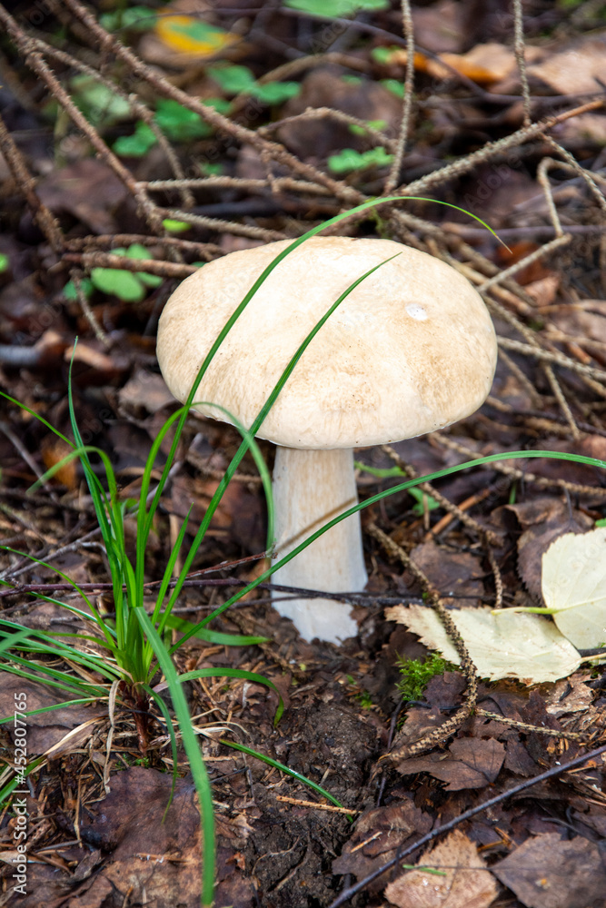 White mushroom. Edible mushrooms grow in the forest. Mushroom family. White mushroom. Edible mushrooms grow in the forest. Mushroom family.