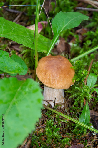 White mushroom in the grass. Edible mushrooms grow in the forest. Mushroom family.