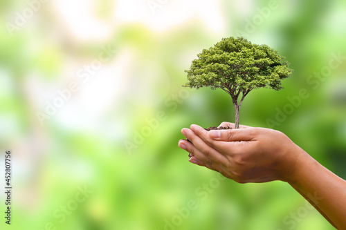 Tree planted in human hands with natural green background. concept of plant growth and environmental protection on world environment day
