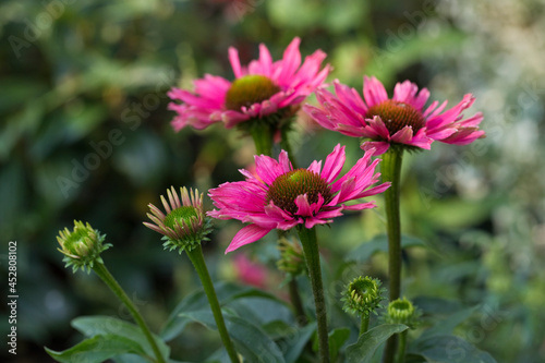 Pink Echinacea in flower in a garden in summer, United Kingdom
