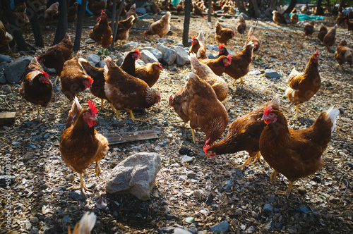 chicken