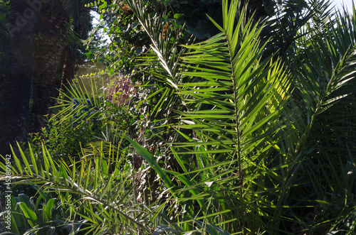 Fototapeta Naklejka Na Ścianę i Meble -  green palm leaves on trees on a sunny day against the blue sky in summer