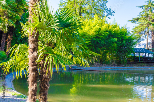 green palm leaves on trees on a sunny day against the blue sky in summer