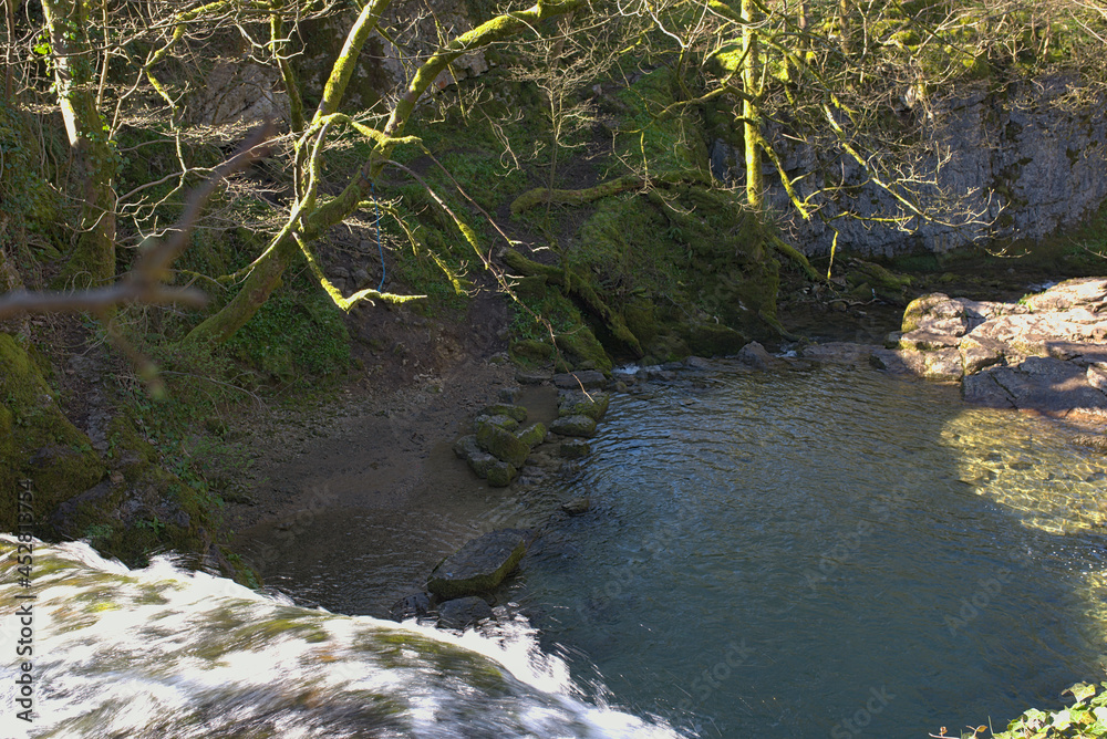 river in the forest