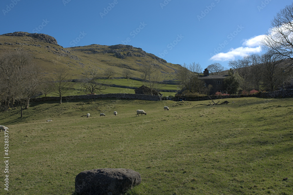 sheep in the Yorkshire Dales