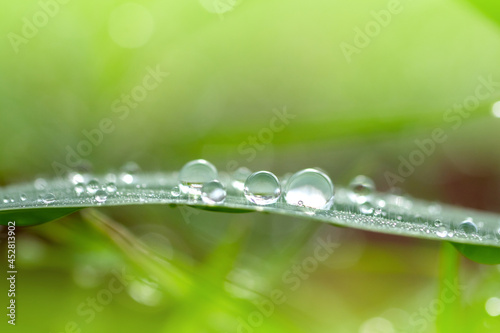 beautiful drops of transparent rain water on green leaf macro. Droplets of water sparkle glare in morning sun . Beautiful leaf texture in nature. Natural background, free space.Photo select focus.