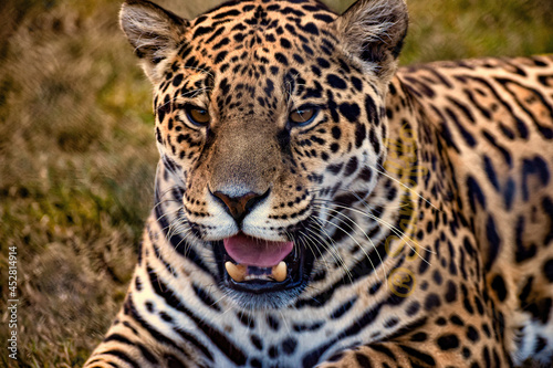 jaguar in zoo © Miki