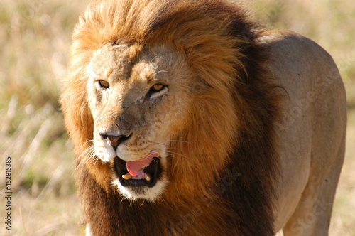 Male lion living in Masai Mara  Kenya