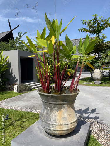 Foto Water canna (Thalia geniculata L