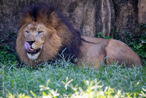 lion licking him mouth