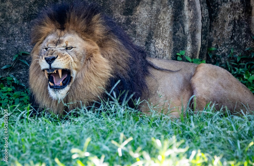 lion showing teeth