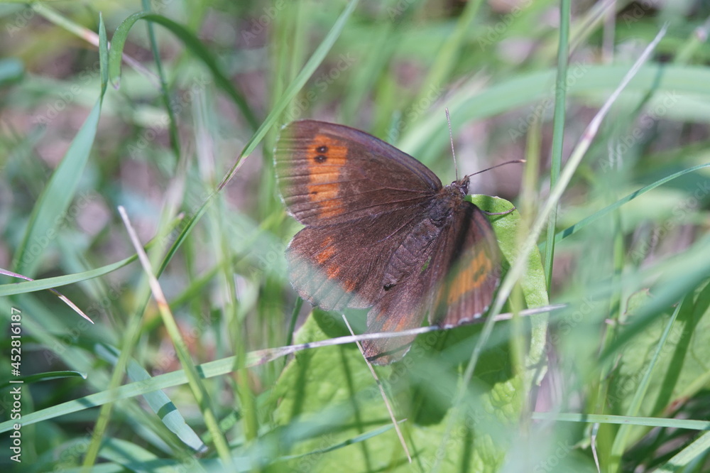Fototapeta premium Photo of the velvet bowl butterfly. A butterfly rests sitting on meadow grasses. The velvety surface of the body and wings is gray-brown.
