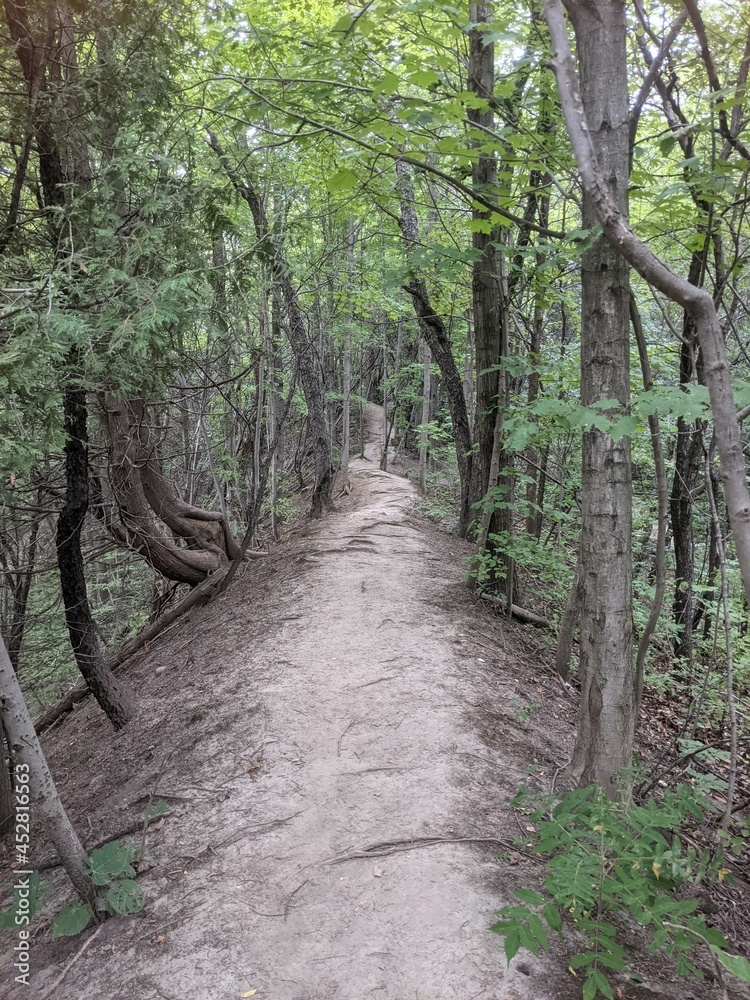 Obraz premium Secret path in the forest