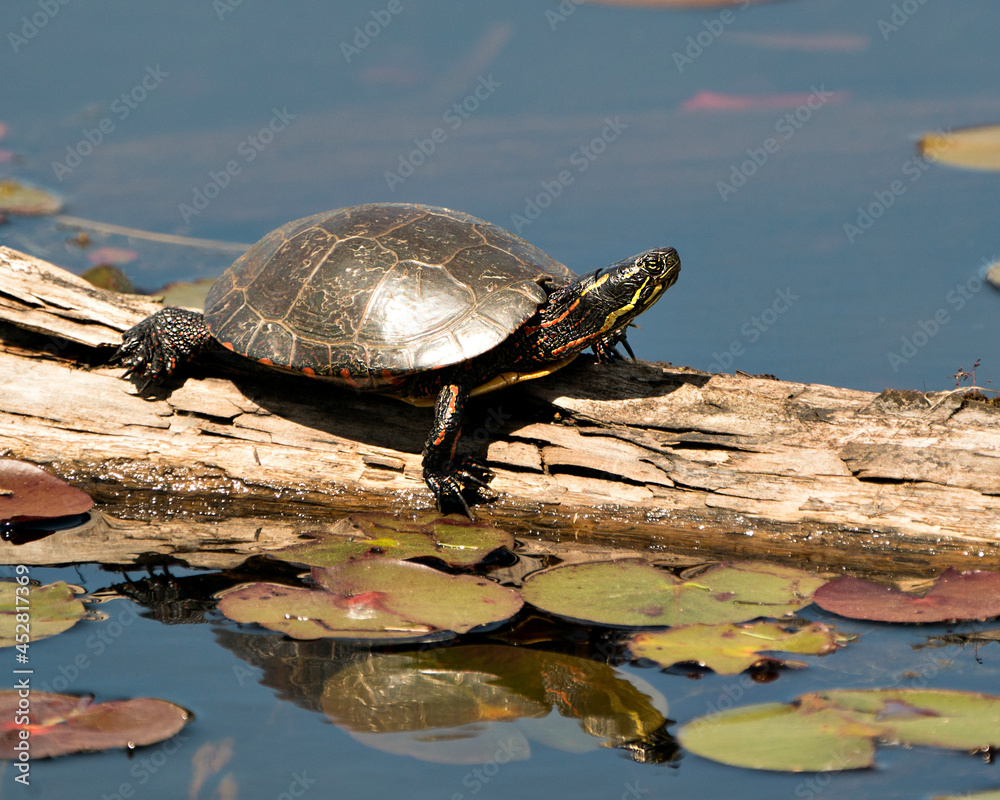 Painted Turtle Photo. On a log in the pond with lily pad pond, water lilies, moss and displaying its turtle shell, head, paws in its environment and habitat. Turtle Image. Picture. Portrait. Painted Turtle Photo. On a log in the pond with lily pad pond, water lilies, moss and displaying its turtle shell, head, paws in its environment and habitat. Turtle Image. Picture. Portrait.