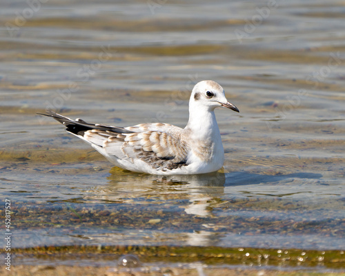 Seagull Stock Photo and Image. Close-up profile view swimming in the water with ripple water and background in its environment and habitat surrounding.. ©  Aline