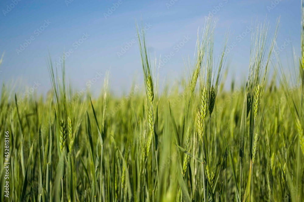 green wheat field on blue sky background