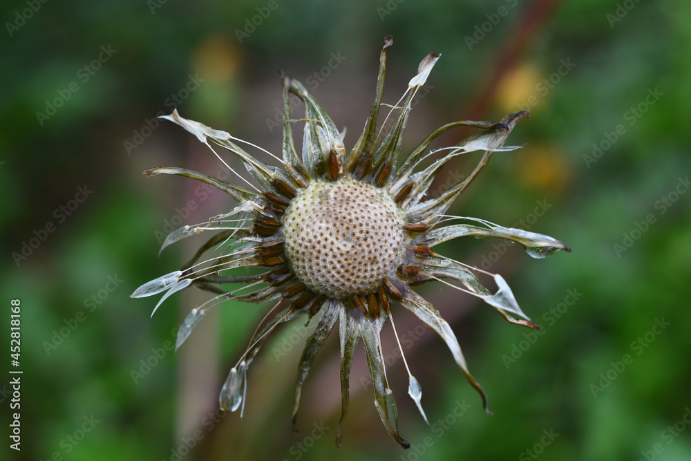 A close up image of wet dandelion seeds covered in rain drops against a green background. A close up image of wet dandelion seeds covered in rain drops against a green background.