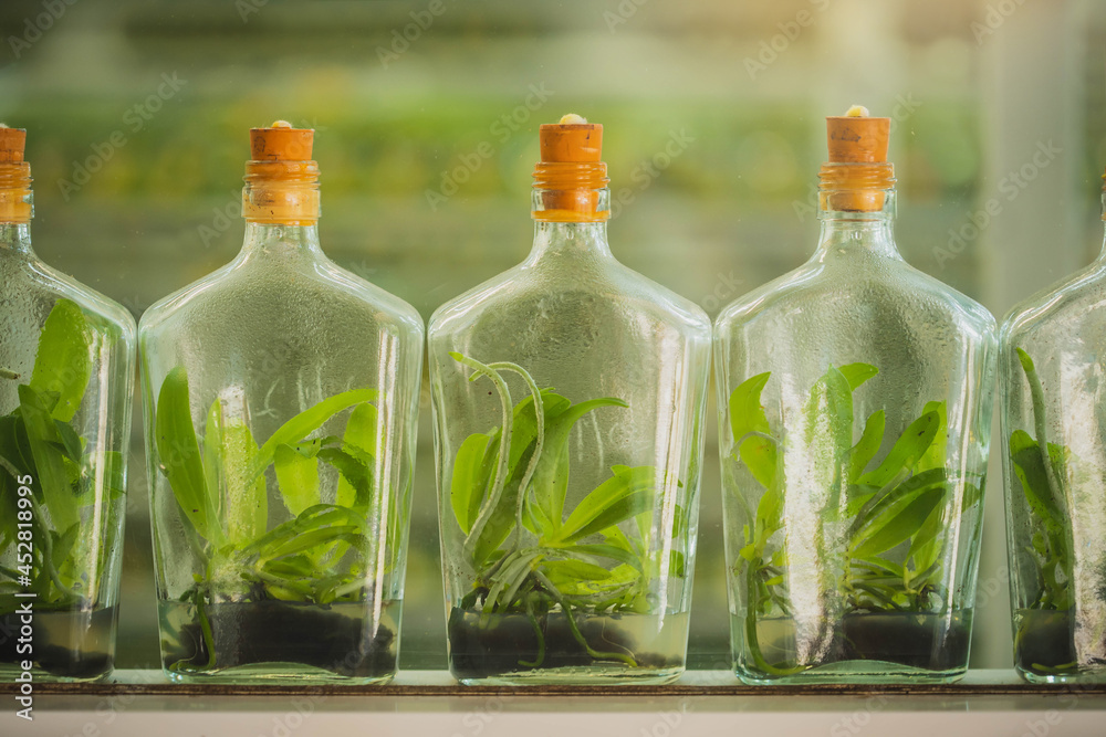 plant tissue culture. experiment of plant tissue culture in the laboratory. plant cell and