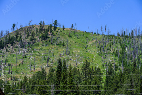 Fotografie Forest recovering from previous wildfire, regrowth with green vegetation among t