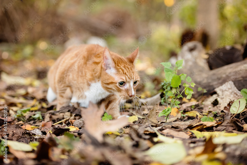 one mixed breed cat in the woods one mixed breed cat in the woods