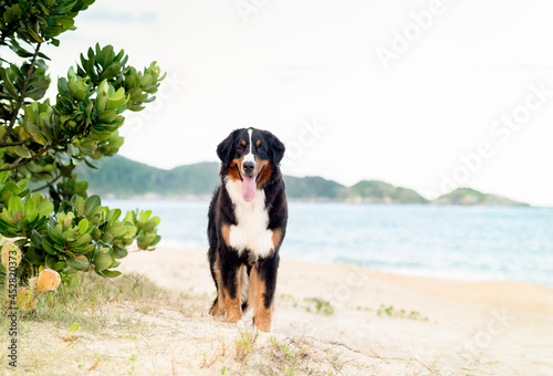 one beautiful mountain bernese dog on the beach looking to the camera with the tongue out