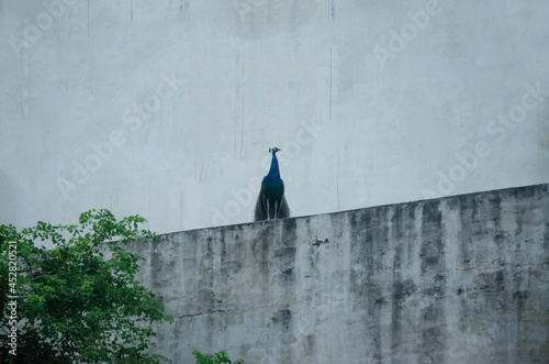 PEACOCK SIT ON THE WALL WITH WHITE SKY. © Susheel