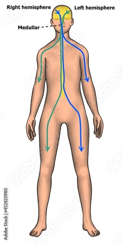 The corticospinal tract and it's downing pathway along brainstem and spinal cord.  photo