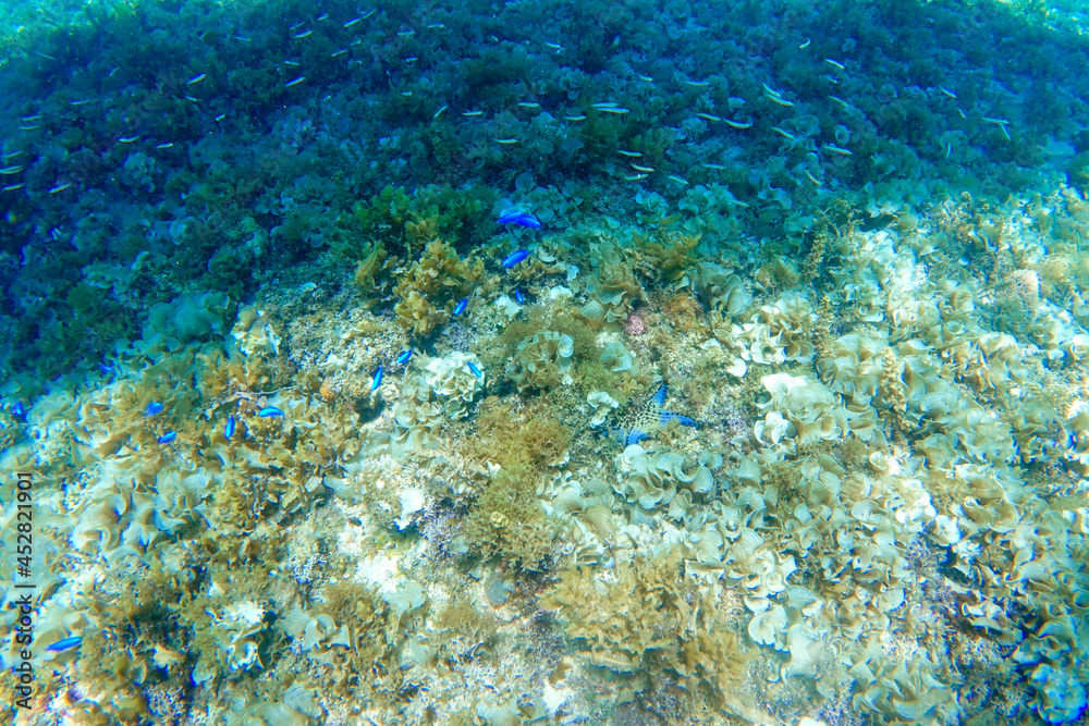 フィリピン、セブ島、マクタン島周辺でダイビングした時に見られる生き物や景色 Creatures and scenery you can see when you dive around Cebu, Mactan Island, Philippines フィリピン、セブ島、マクタン島周辺でダイビングした時に見られる生き物や景色 Creatures and scenery you can see when you dive around Cebu, Mactan Island, Philippines