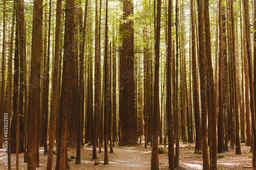Rotorua Redwoods forest park used for various outdoors pursuits 