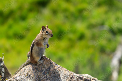 Chipmunk isolated