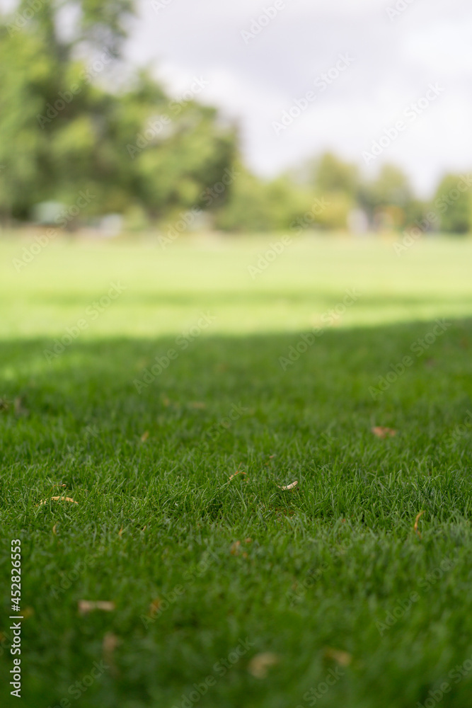 green grass in the park