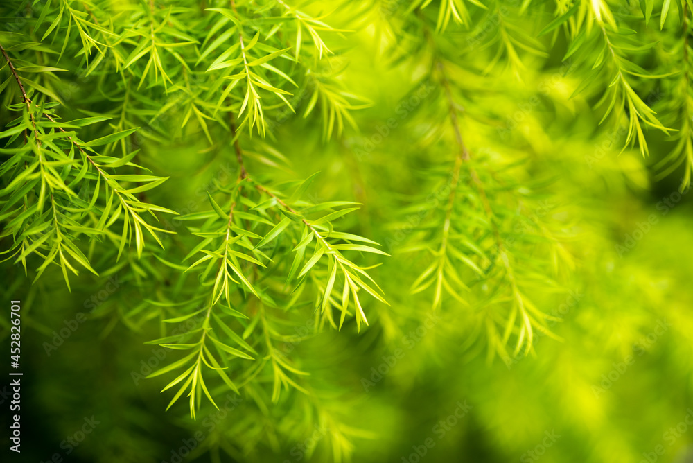 Melaleuca bracteata- white cloud tree close-up view in Chengdu, Sichuan province, China Melaleuca bracteata- white cloud tree close-up view in Chengdu, Sichuan province, China