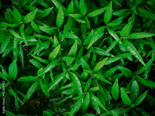 Close-up group of green laves of plant, abstract background texture concepts.