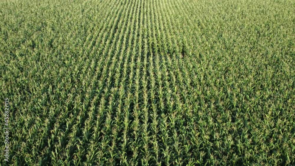 Flight over a field of green corn, ripening corn in an agricultural field
