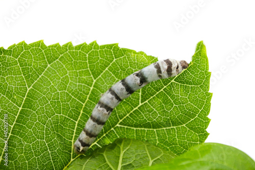 Hungry domestic silk moth silkworm eating Mulberry leaf