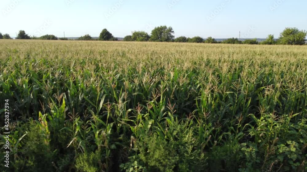 View of a green corn field View of a green corn field