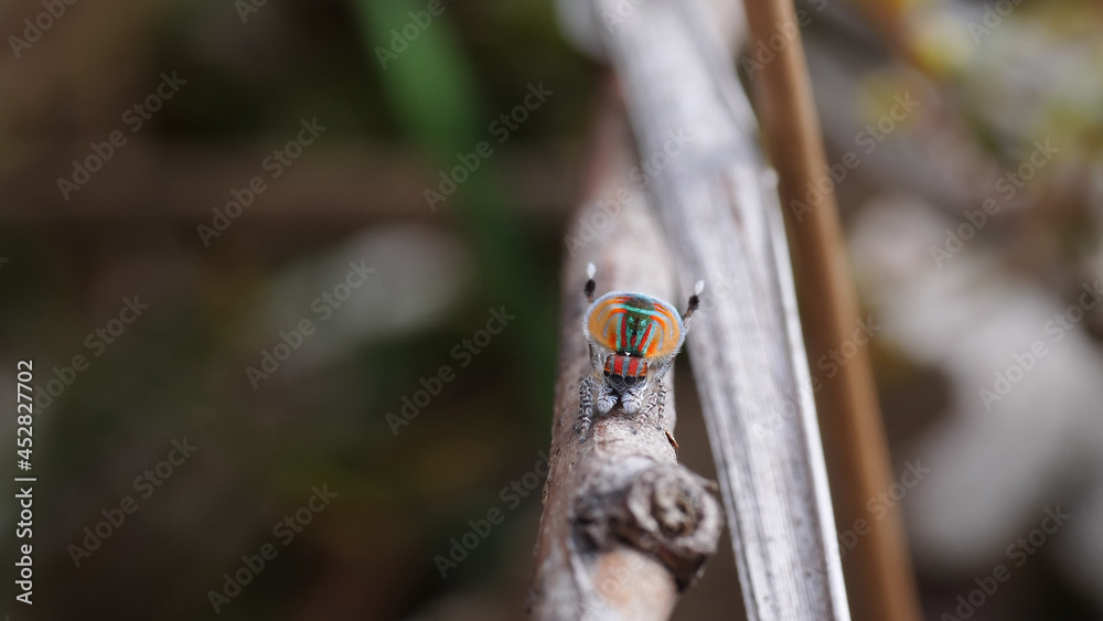 a male maratus volans courtship fan display a male maratus volans courtship fan display