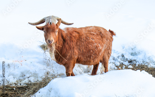 cow in the snow