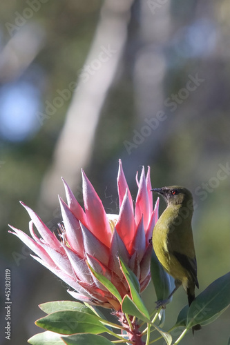 New Zealand Adult Green Bellbird on Pink King Protea photo